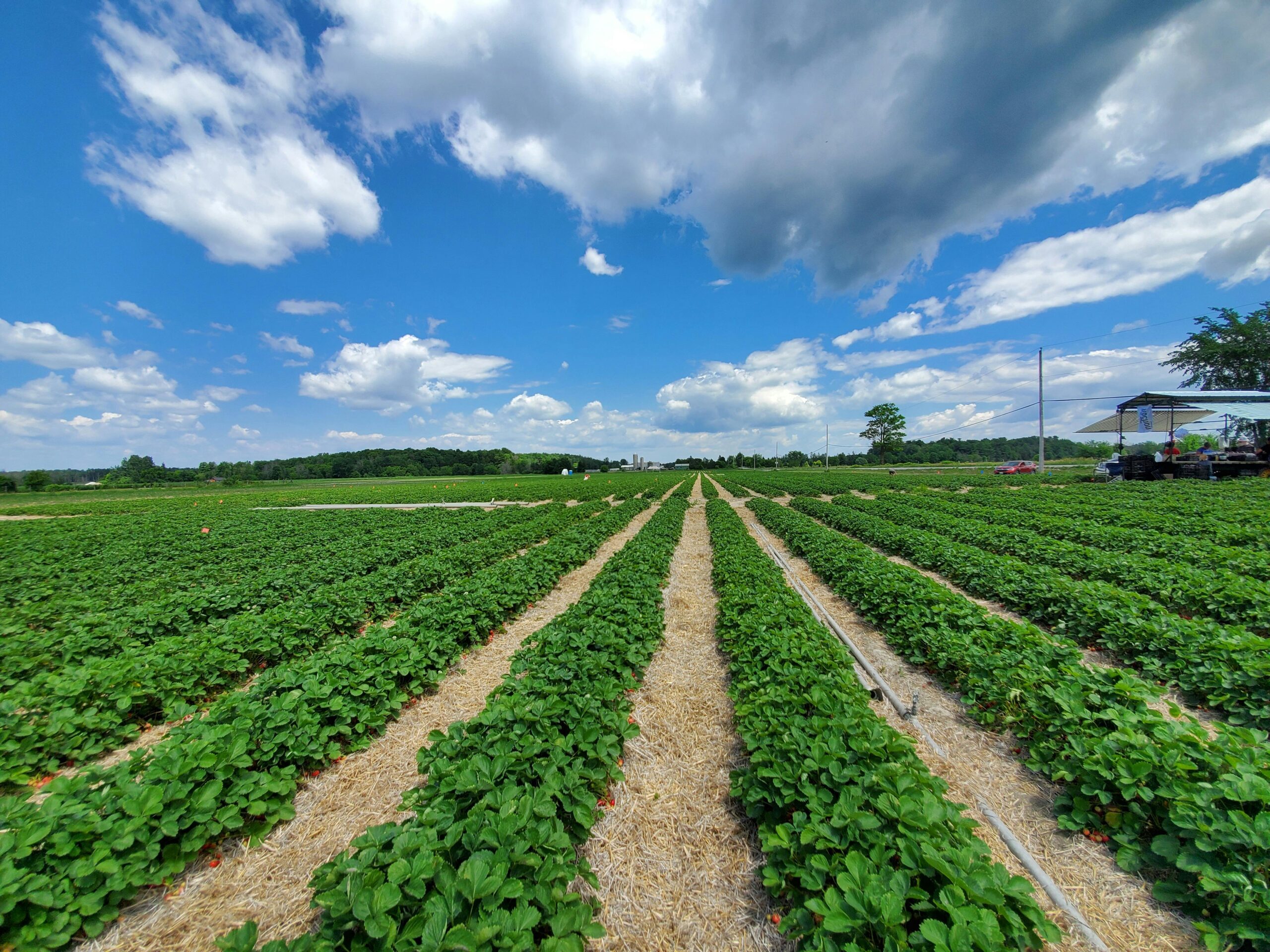 Cultivos agrícolas
